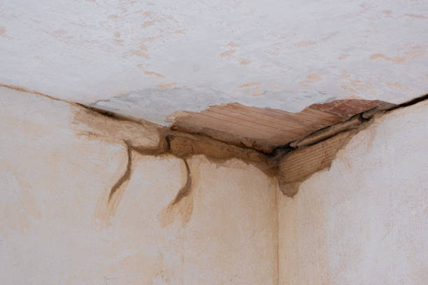 Best Carpet water damage restoration  in Exander City, AL